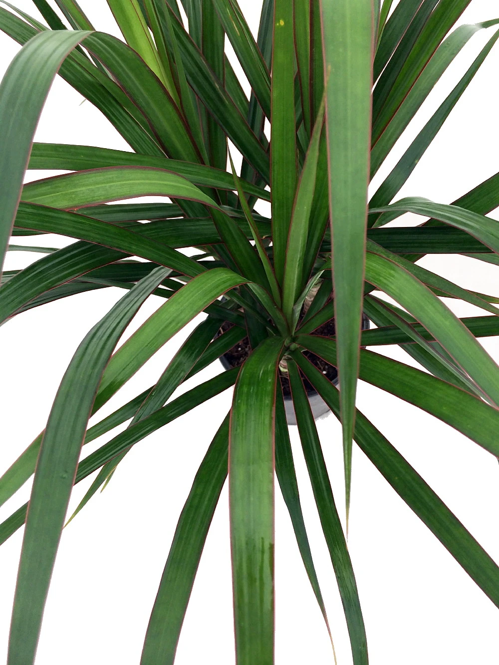 Madagascar Dragon Tree - Dracaena Marginata - 6" Pot - Easy To Grow House Plant 4 Madagascar Dragon Tree - Dracaena Marginata - 6" Pot - Easy To Grow House Plant - Image 2