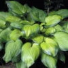 Guacamole Hosta - Hosta Of The Year 2002 - Live Plant - Quart Pot 2 Guacamole Hosta - Hosta Of The Year 2002 - Live Plant - Quart Pot -Cheap Plants Store apiyxpdoc 64525.1592325667