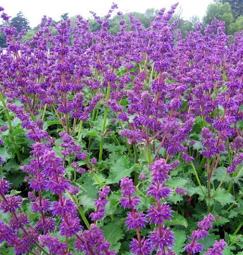 Purple Rain Salvia - Meadow Sage - Dwarf - Quart Pot 4 Purple Rain Salvia - Meadow Sage - Dwarf - Quart Pot - Image 2