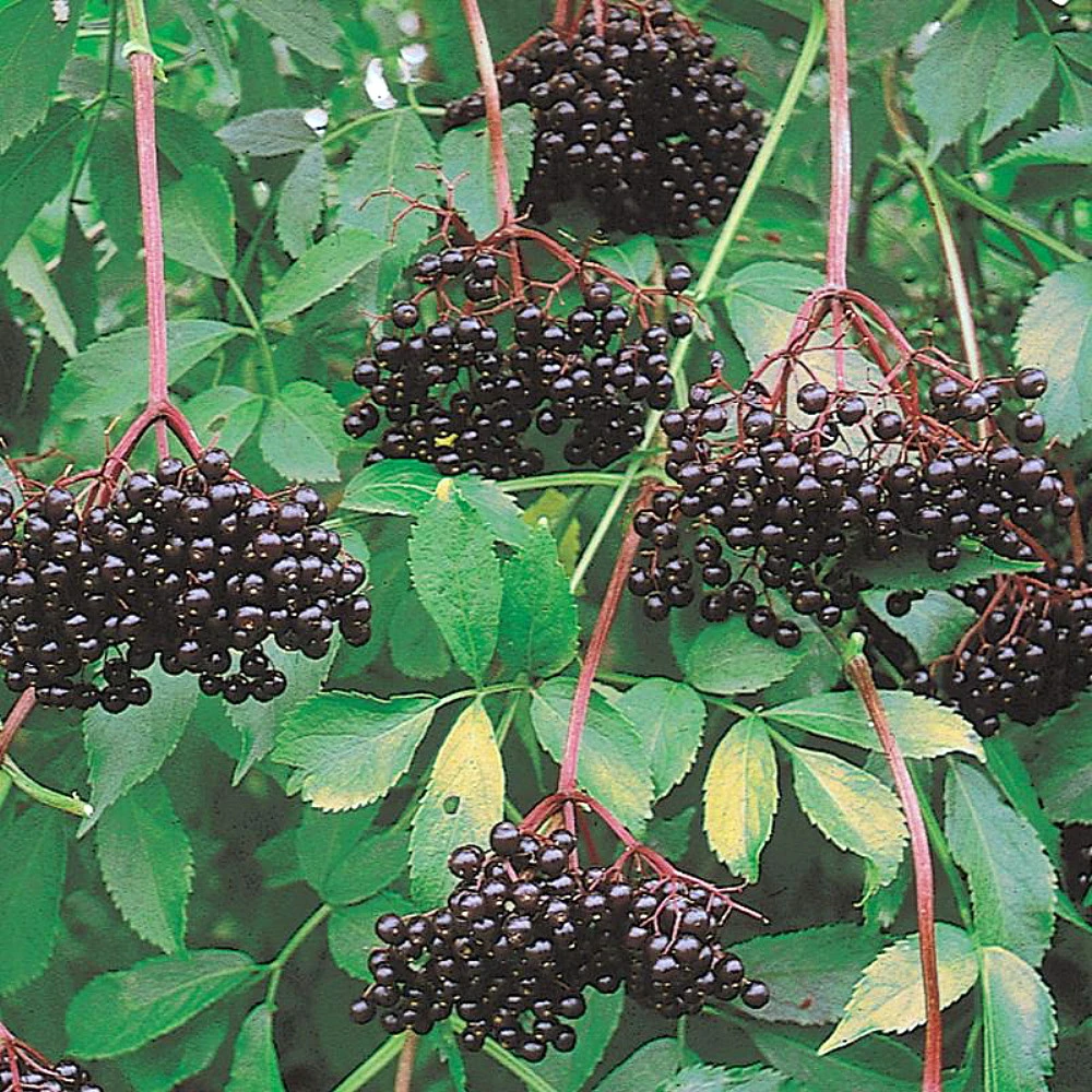 Johns Elderberry Perennial Shrub - Sambucus - Native - 3.25" Pot 3 Johns Elderberry Perennial Shrub - Sambucus - Native - 3.25" Pot