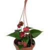 Red Heart Anthurium Plant - 6" Hanging Basket - Easy Blooming House Plant 1 Red Heart Anthurium Plant - 6" Hanging Basket - Easy Blooming House Plant -Cheap Plants Store apizagizj 25856.1614909710