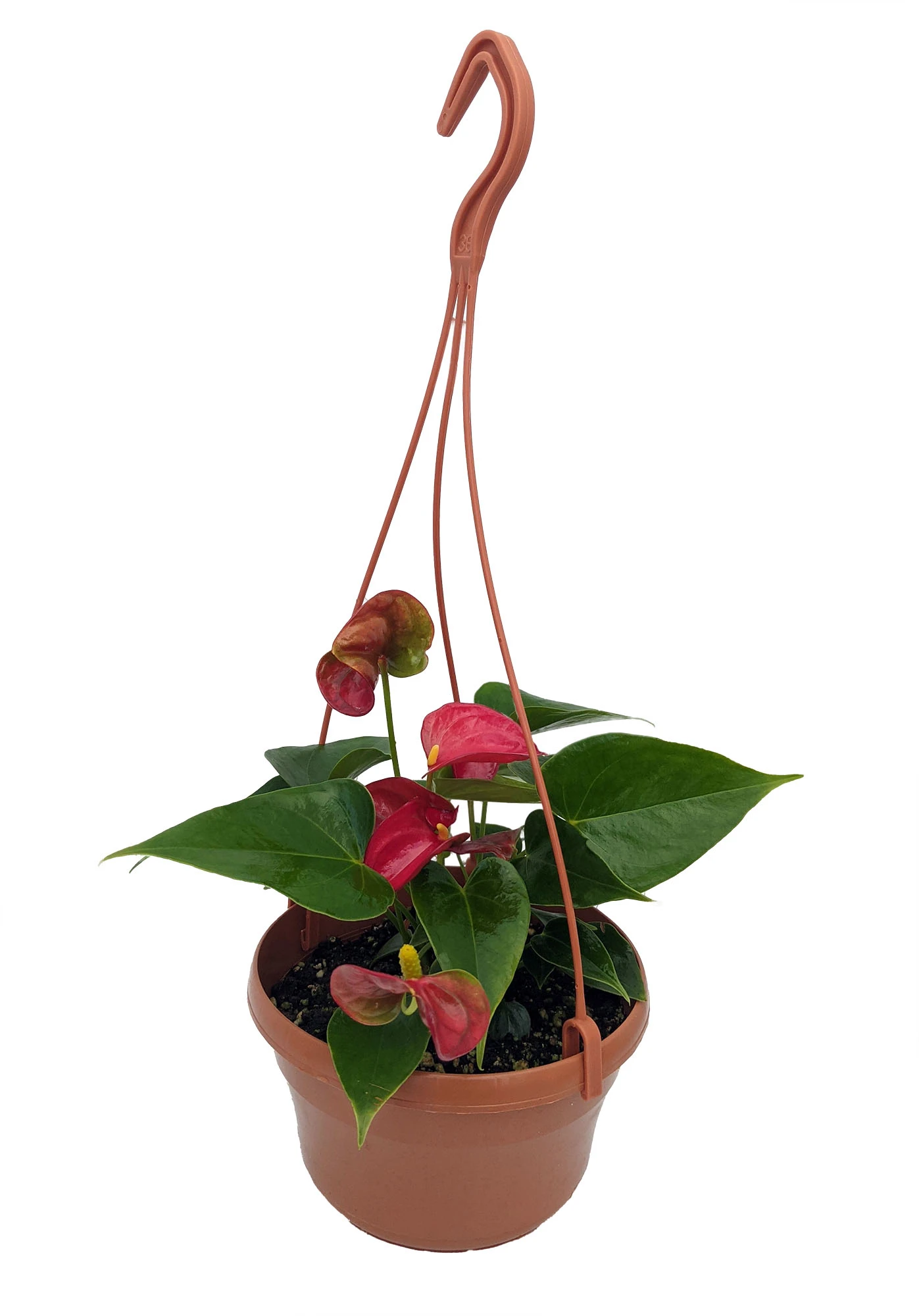 Red Heart Anthurium Plant - 6" Hanging Basket - Easy Blooming House Plant 3 Red Heart Anthurium Plant - 6" Hanging Basket - Easy Blooming House Plant