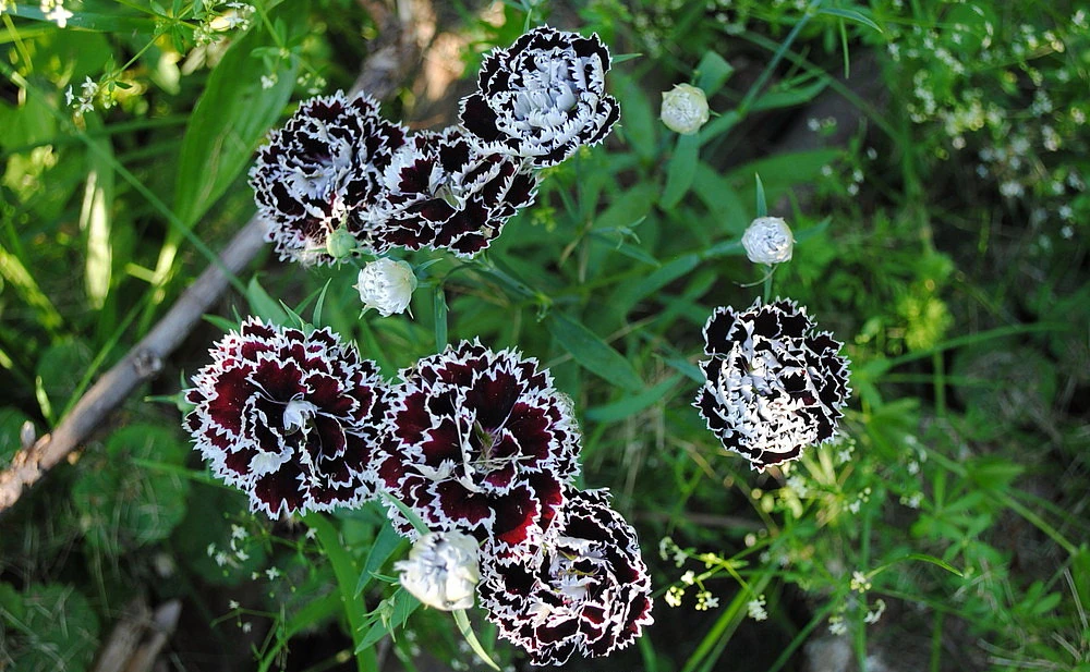 Velvet N Lace Dianthus Perennial - Live Plant - Quart Pot 4 Velvet N Lace Dianthus Perennial - Live Plant - Quart Pot - Image 2