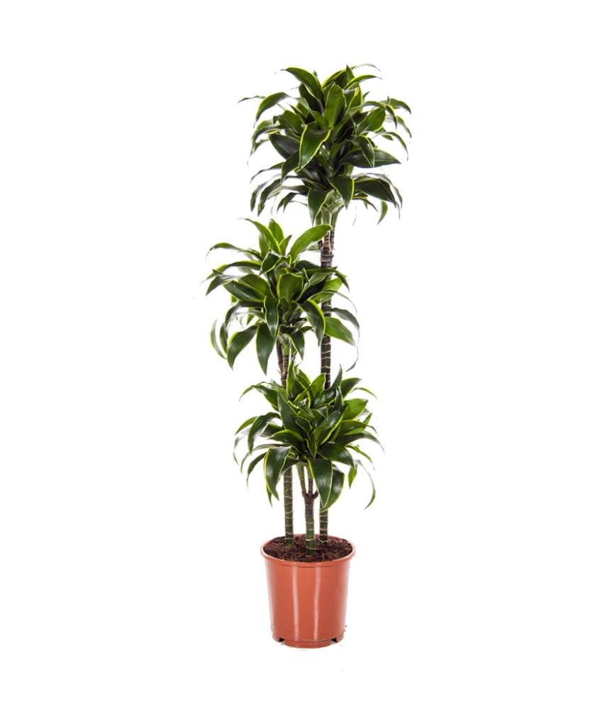 Dorado Dragon Tree - Pleomele - Dracaena -6" Pot-Easy To Grow House Plant 4 Dorado Dragon Tree - Pleomele - Dracaena -6" Pot-Easy To Grow House Plant - Image 2