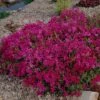 Scarlet Flame Creeping Phlox Perennial - Quart Pot 1 Scarlet Flame Creeping Phlox Perennial - Quart Pot -Cheap Plants Store apizq5eoo 45995.1609426373