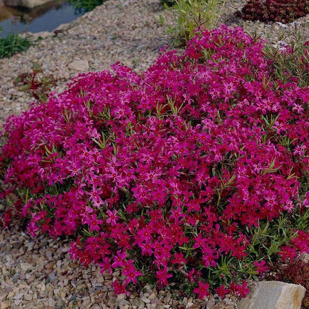 Scarlet Flame Creeping Phlox Perennial - Quart Pot 3 Scarlet Flame Creeping Phlox Perennial - Quart Pot