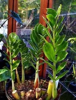 Rare ZZ Plant - Zamioculcas Zamiifolia - Hardy House Plant - 6" Pot 6 Rare ZZ Plant - Zamioculcas Zamiifolia - Hardy House Plant - 6" Pot -Cheap Plants Store apizqlxce 36336.1592325166