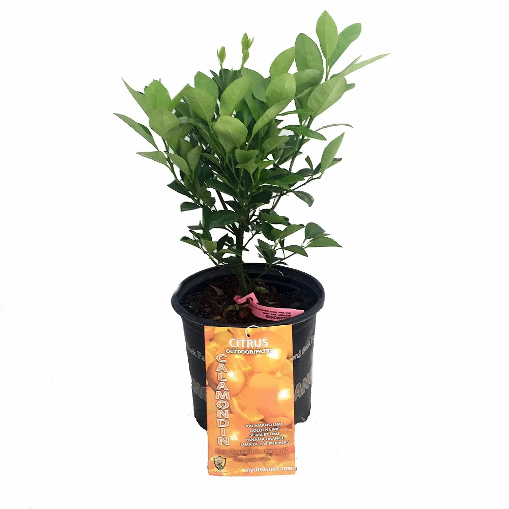 Miniature Orange Tree - Calamondin -8" Pot-NO SHIPPING TO TX, FL, AZ, CA, LA, HI 3 Miniature Orange Tree - Calamondin -8" Pot-NO SHIPPING TO TX, FL, AZ, CA, LA, HI