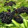 Ranch Elderberry Perennial Shrub - Sambucus - 3.25" Pot 2 Ranch Elderberry Perennial Shrub - Sambucus - 3.25" Pot -Cheap Plants Store apizzlexf 86332.1592325246