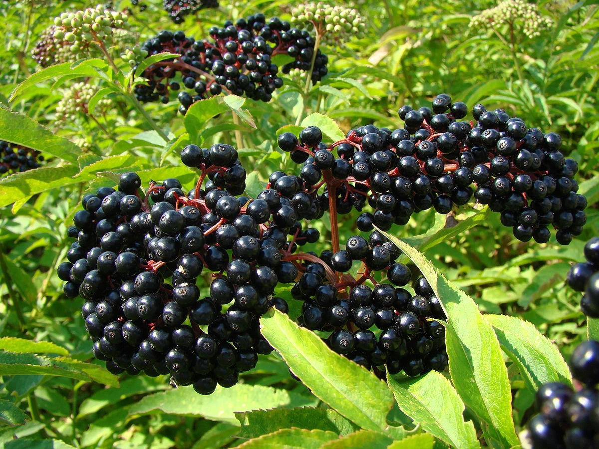 Ranch Elderberry Perennial Shrub - Sambucus - 3.25" Pot 3 Ranch Elderberry Perennial Shrub - Sambucus - 3.25" Pot