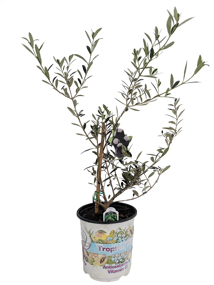 Arbequina Large Olive Tree - Tree Of Peace - Olea - 6" Pot 4 Arbequina Large Olive Tree - Tree Of Peace - Olea - 6" Pot - Image 2