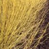 Arctic Fire® Yellow - Cornus Sericea - Redtwig Dogwood - Proven Winners - 4" Pot 1 Arctic Fire® Yellow - Cornus Sericea - Redtwig Dogwood - Proven Winners - 4" Pot -Cheap Plants Store arctic fire yellow dogwood cornus 2 1080 1080 60 55643.1615344719