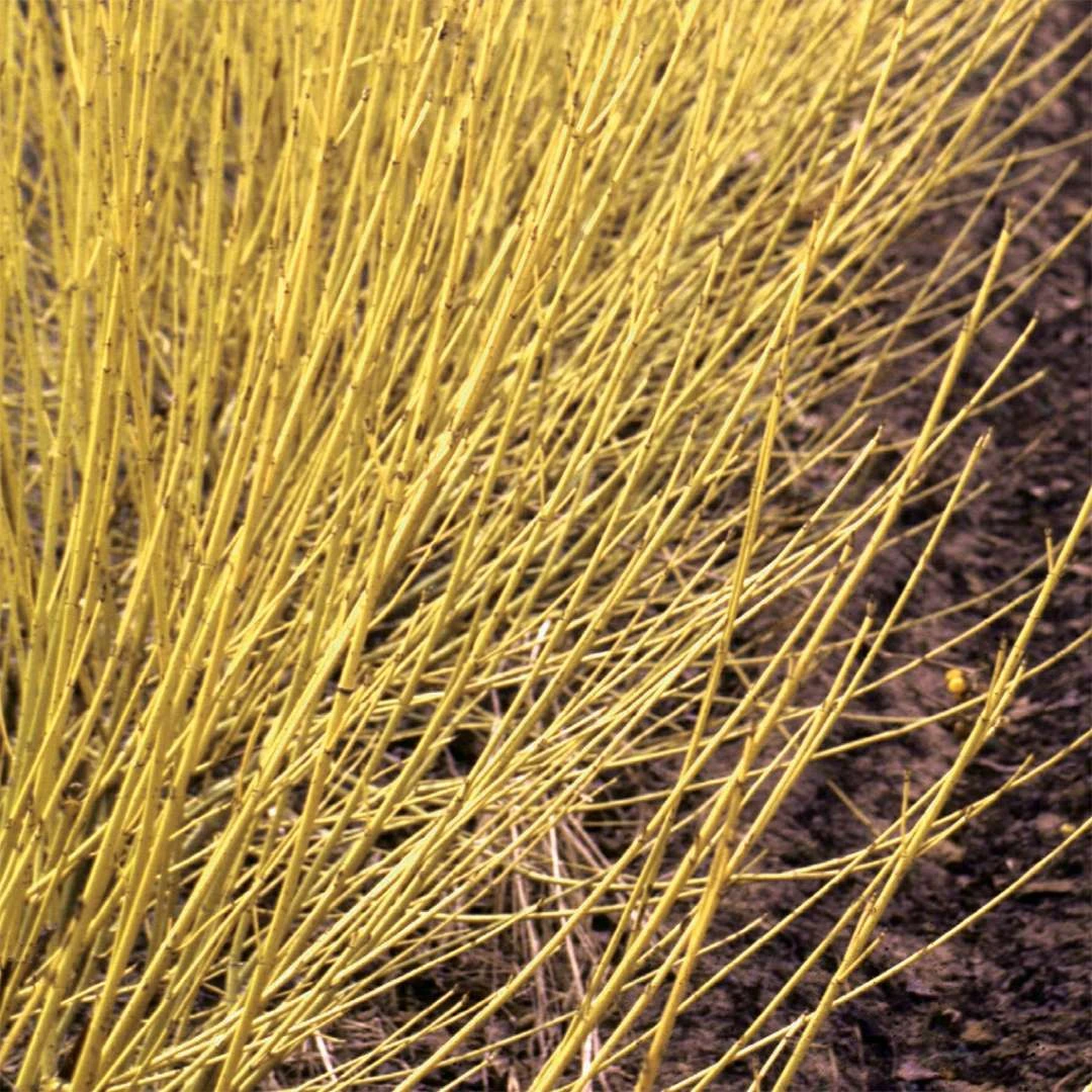 Arctic Fire® Yellow - Cornus Sericea - Redtwig Dogwood - Proven Winners - 4" Pot 3 Arctic Fire® Yellow - Cornus Sericea - Redtwig Dogwood - Proven Winners - 4" Pot