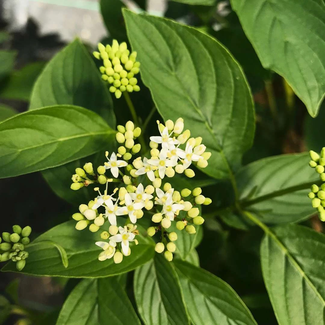 Arctic Fire® Yellow - Cornus Sericea - Redtwig Dogwood - Proven Winners - 4" Pot 4 Arctic Fire® Yellow - Cornus Sericea - Redtwig Dogwood - Proven Winners - 4" Pot - Image 2