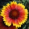 Arizona Sun Blanket Flower Perennial - Gaillardia - Hardy - Quart Pot 2 Arizona Sun Blanket Flower Perennial - Gaillardia - Hardy - Quart Pot -Cheap Plants Store arizonasungaillardia 89894.1669063823