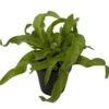 Hurricane Bird's Nest Fern - Asplenium Antiquum - 4" Pot 1 Hurricane Bird's Nest Fern - Asplenium Antiquum - 4" Pot -Cheap Plants Store aspleniumhurricane 72289.1681709367