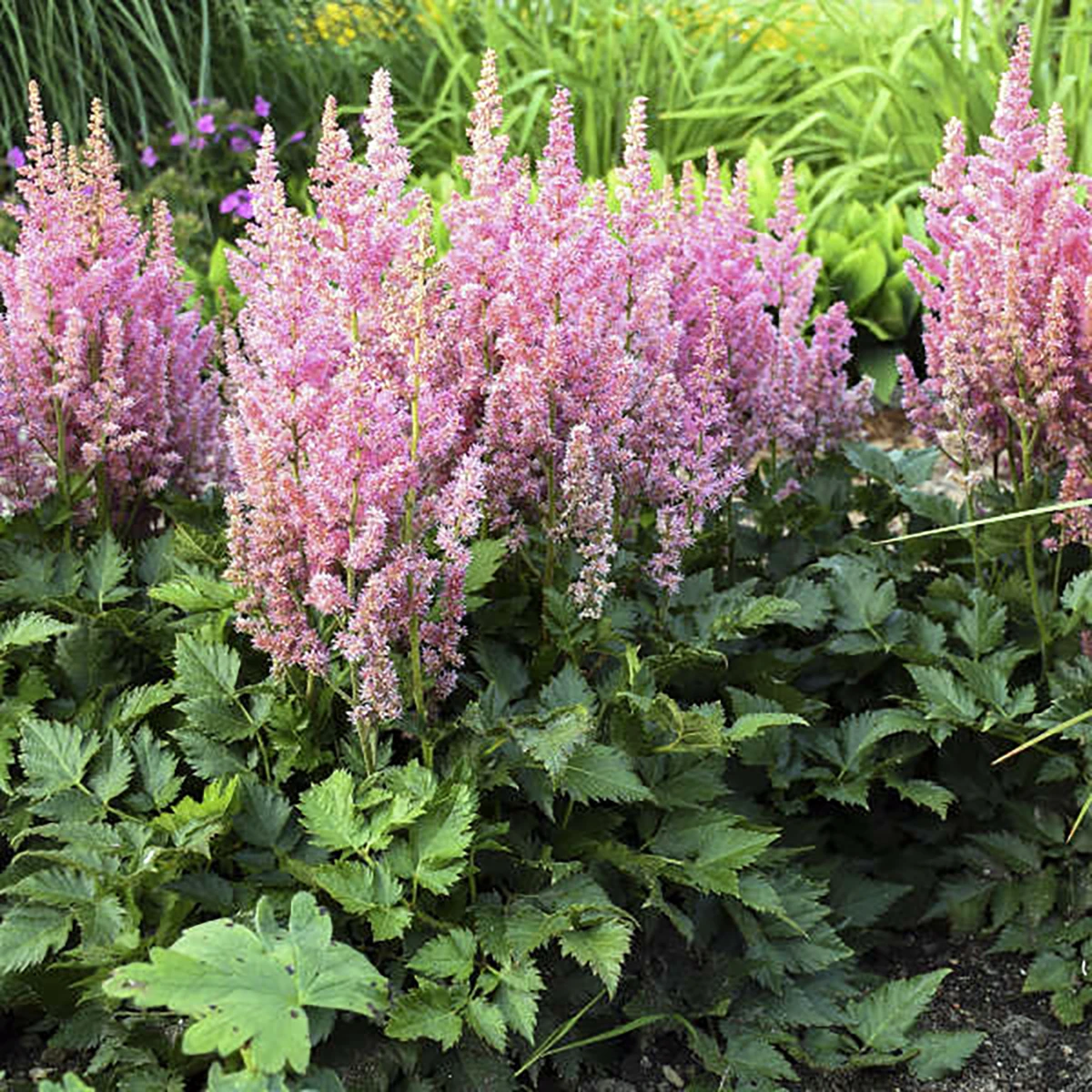 Little Vision In Pink False Spirea - Dwarf Astilbe Chinensis - Quart Pot 4 Little Vision In Pink False Spirea - Dwarf Astilbe Chinensis - Quart Pot - Image 2