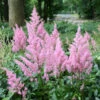 Little Vision In Pink False Spirea - Dwarf Astilbe Chinensis - Quart Pot -Cheap Plants Store astilbelittlevision 06007.1628701525