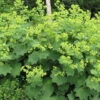 Auslese Lady's Mantle Perennial - Alchemilla - Live Plant - Quart Pot 1 Auslese Lady's Mantle Perennial - Alchemilla - Live Plant - Quart Pot -Cheap Plants Store auslesealch 89687.1684193661