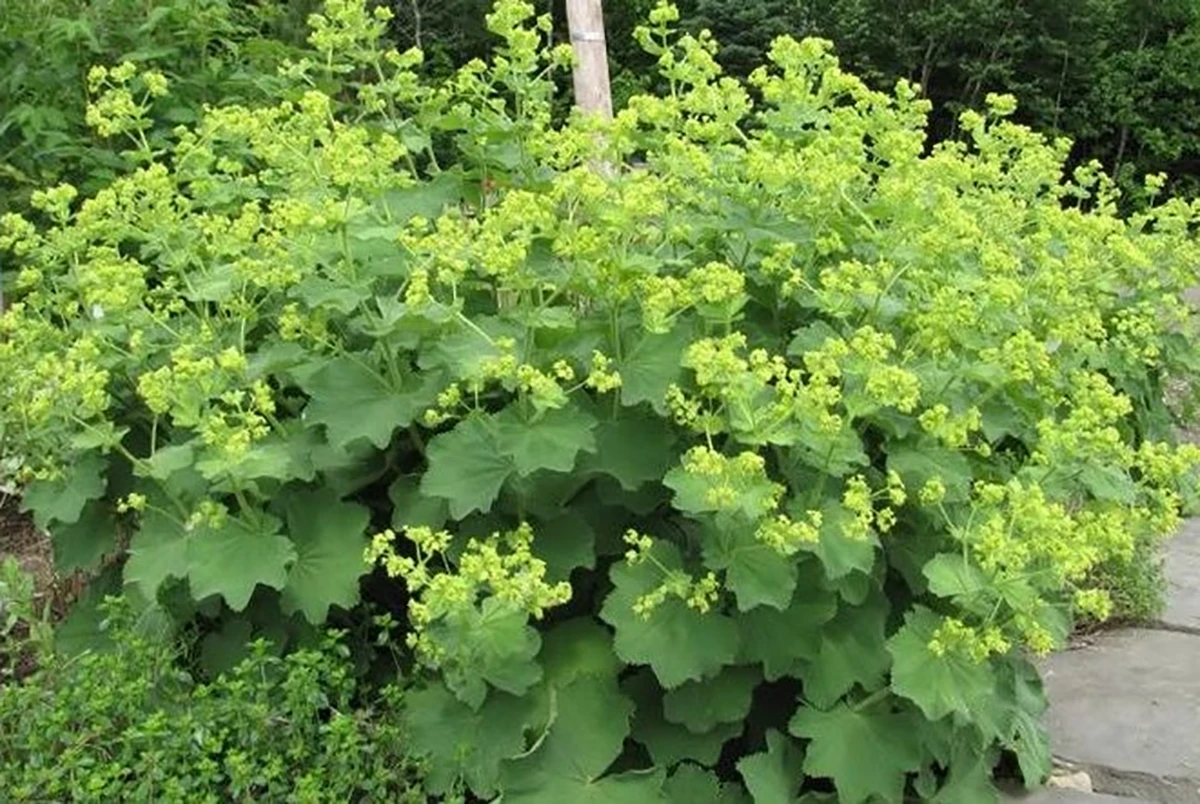 Auslese Lady's Mantle Perennial - Alchemilla - Live Plant - Quart Pot 3 Auslese Lady's Mantle Perennial - Alchemilla - Live Plant - Quart Pot