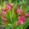 AUSTIN PRETTY LIMITS® - Nerium Oleander - Proven Winners - 4" Pot 1 AUSTIN PRETTY LIMITS® - Nerium Oleander - Proven Winners - 4" Pot -Cheap Plants Store austin pretty limits oleander nerium 3 1080 1080 60 74826.1615344721