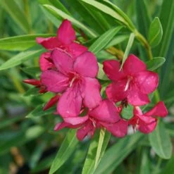 AUSTIN PRETTY LIMITS® - Nerium Oleander - Proven Winners - 4" Pot 8 AUSTIN PRETTY LIMITS® - Nerium Oleander - Proven Winners - 4" Pot -Cheap Plants Store austin pretty limits oleander nerium 6 1080 1080 60 68391.1615344721