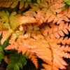 Brilliance Autumn Fern - Dryopteris Erythrosora - Quart Pot