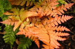 Brilliance Autumn Fern - Dryopteris Erythrosora - Quart Pot