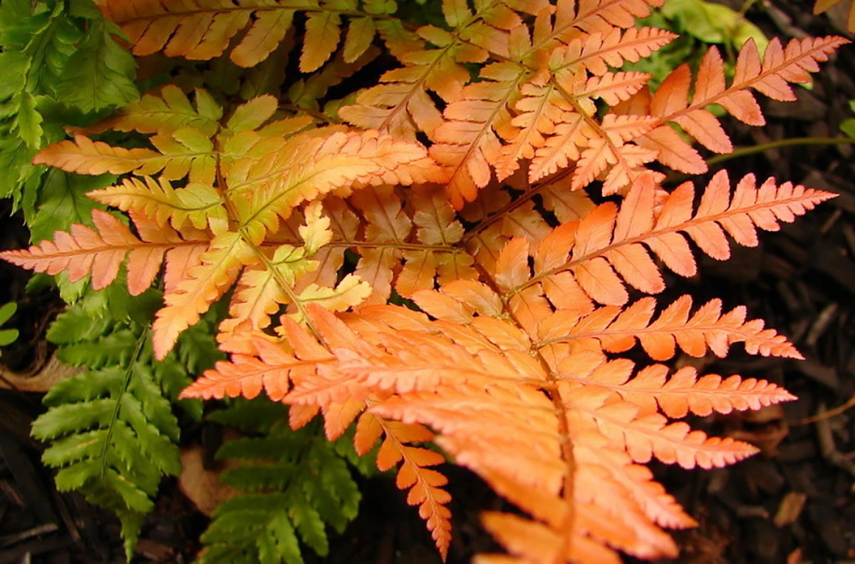 Brilliance Autumn Fern - Dryopteris Erythrosora - Quart Pot 3 Brilliance Autumn Fern - Dryopteris Erythrosora - Quart Pot