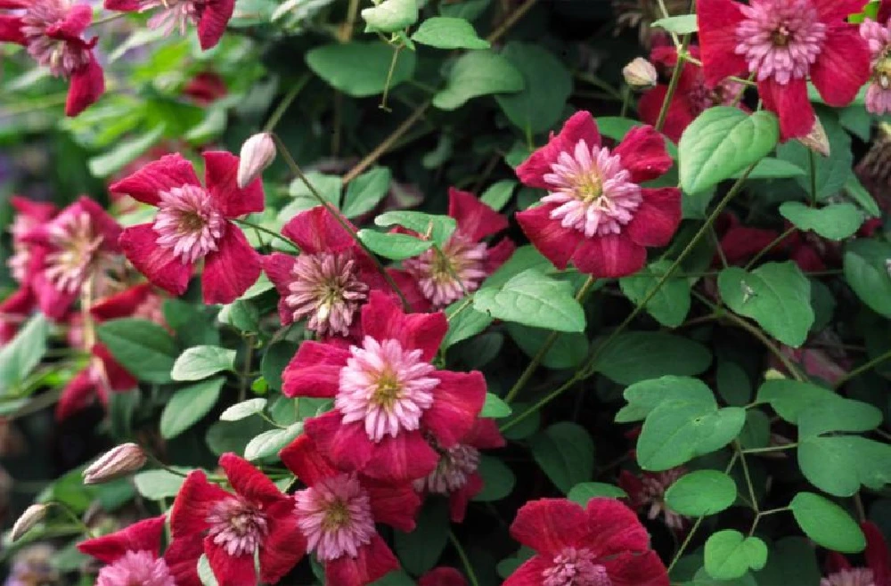 Avant-Garde Evipo033 Clematis Vine - Pink/Red/Pompom Centers - 2.5" Pot 3 Avant-Garde Evipo033 Clematis Vine - Pink/Red/Pompom Centers - 2.5" Pot