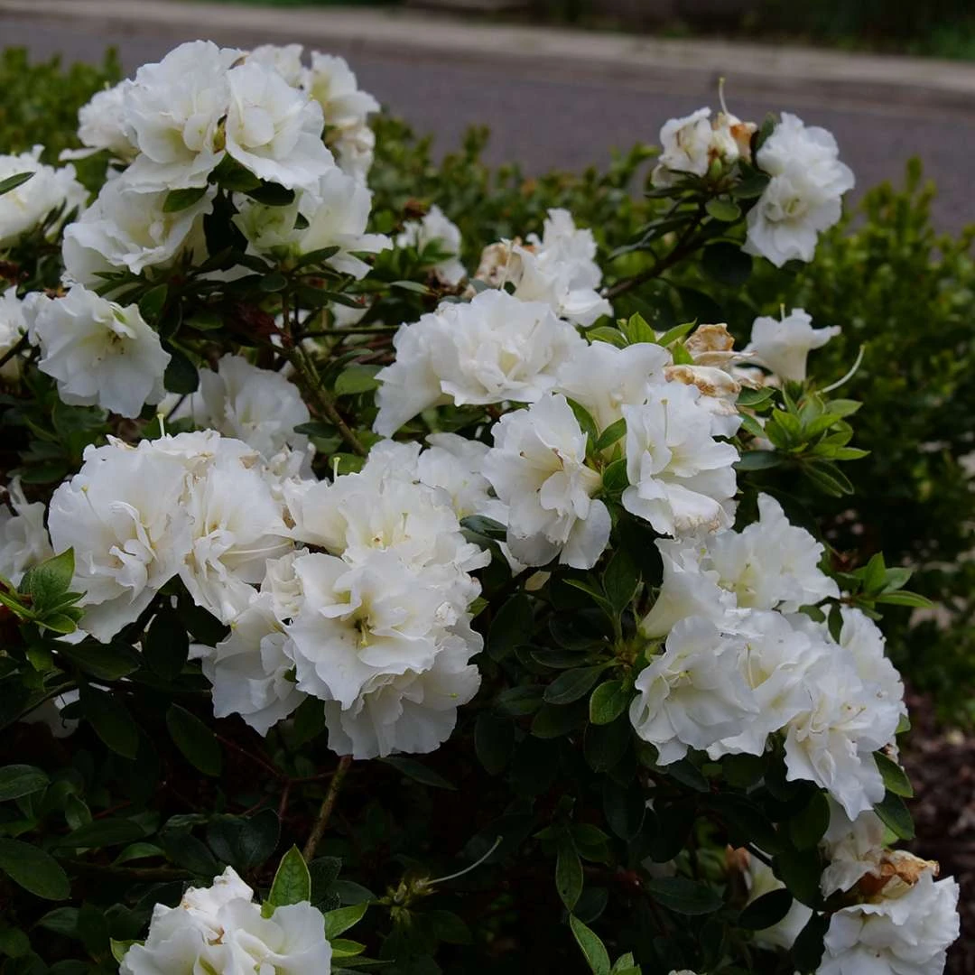 Perfecto Mundo® Double White Azalea - Reblooming - Proven Winners - 4" Pot 4 Perfecto Mundo® Double White Azalea - Reblooming - Proven Winners - 4" Pot - Image 2