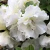 Perfecto Mundo® Double White Azalea - Reblooming - Proven Winners - 4" Pot 1 Perfecto Mundo® Double White Azalea - Reblooming - Proven Winners - 4" Pot -Cheap Plants Store azalea perfecto mundo double white 2 1080 1080 60 04736.1654621677