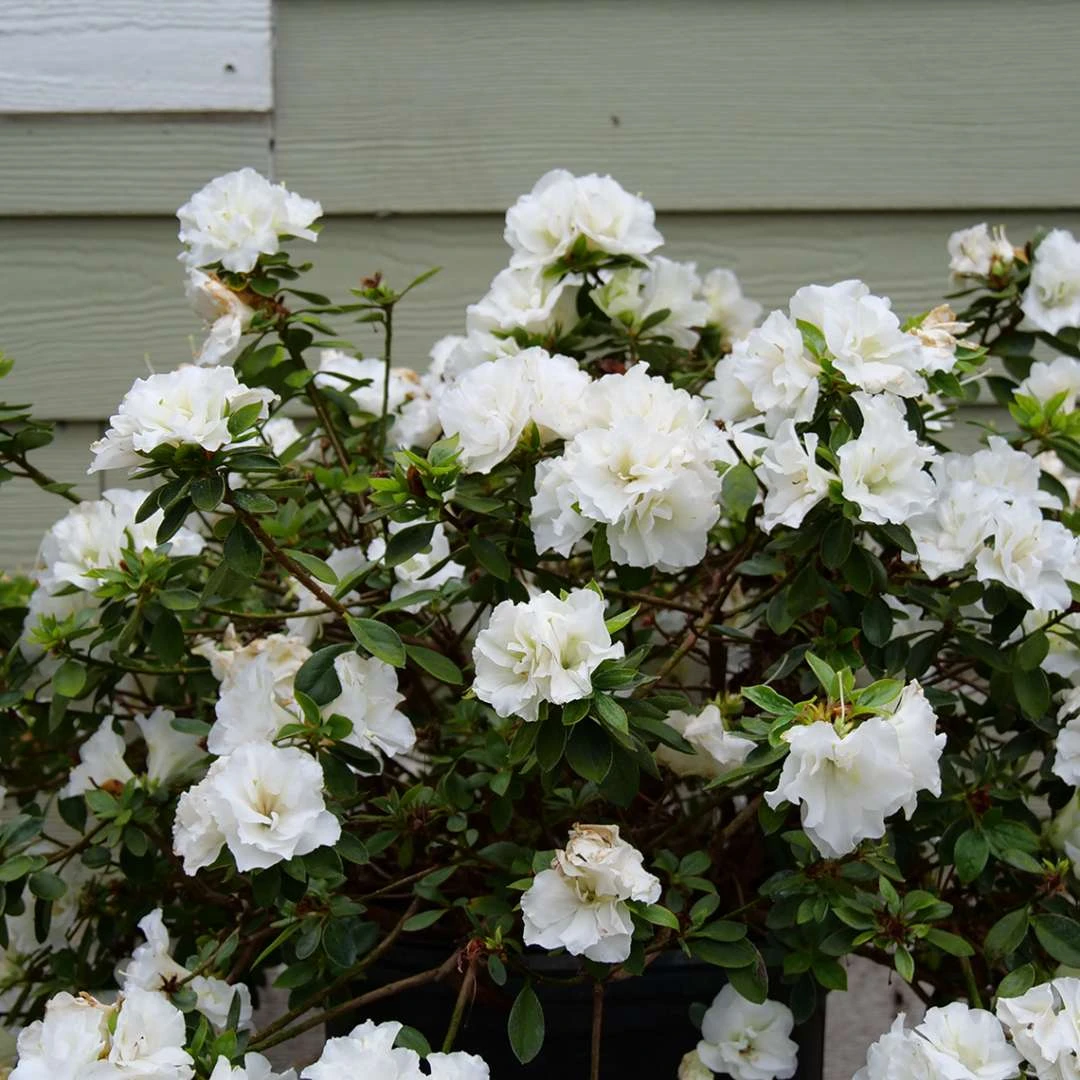 Perfecto Mundo® Double White Azalea - Reblooming - Proven Winners - 4" Pot 5 Perfecto Mundo® Double White Azalea - Reblooming - Proven Winners - 4" Pot - Image 3