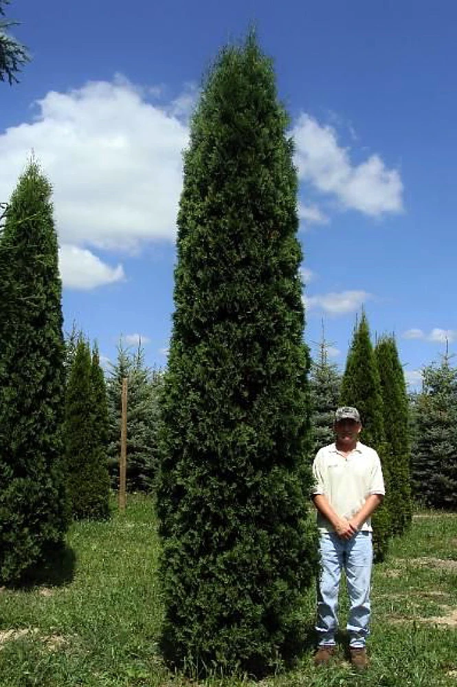 FULL SPEED A HEDGE® THIN MAN® Arborvitae - 4" Pot - Thuja Occidentalis 3 FULL SPEED A HEDGE® THIN MAN® Arborvitae - 4" Pot - Thuja Occidentalis