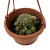 Ball Cactus - 4" Mini Hanging Basket - Easy House Plant 2 Ball Cactus - 4" Mini Hanging Basket - Easy House Plant -Cheap Plants Store ballcac4mhb 83612.1652447159