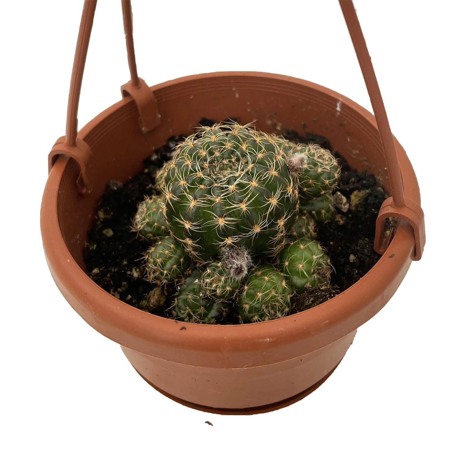 Ball Cactus - 4" Mini Hanging Basket - Easy House Plant 3 Ball Cactus - 4" Mini Hanging Basket - Easy House Plant