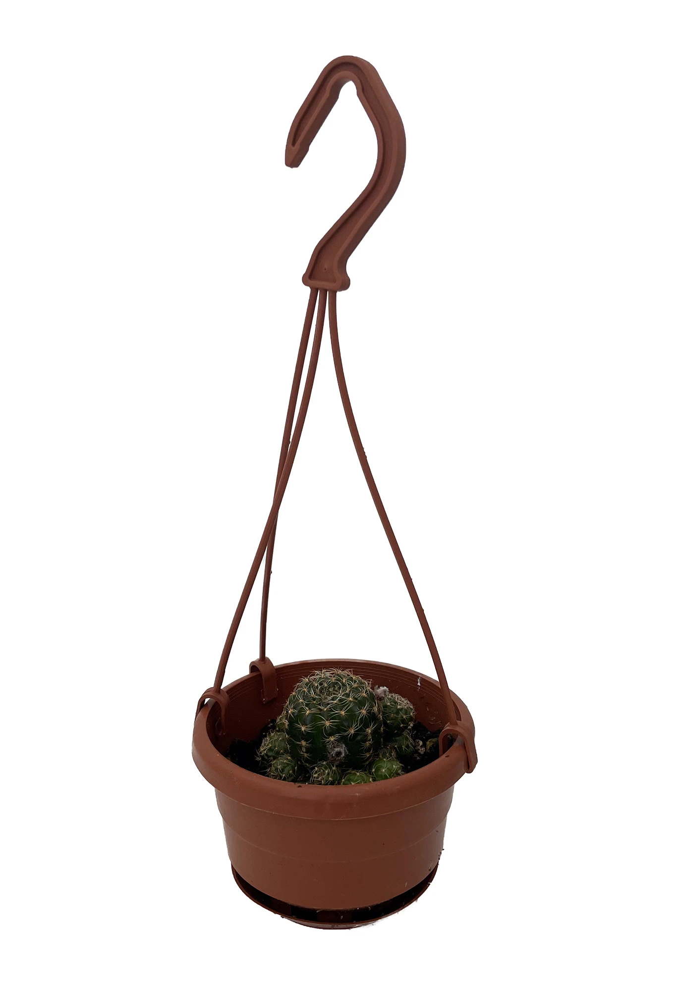 Ball Cactus - 4" Mini Hanging Basket - Easy House Plant 4 Ball Cactus - 4" Mini Hanging Basket - Easy House Plant - Image 2