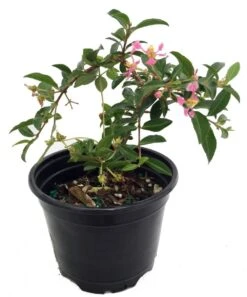 Barbados Cherry Plant - Malpighia Punicfolia - Acerola - Indoors/Out - 6" Pot 7 Barbados Cherry Plant - Malpighia Punicfolia - Acerola - Indoors/Out - 6" Pot -Cheap Plants Store barbados20cherry20plant 81205.1654288324