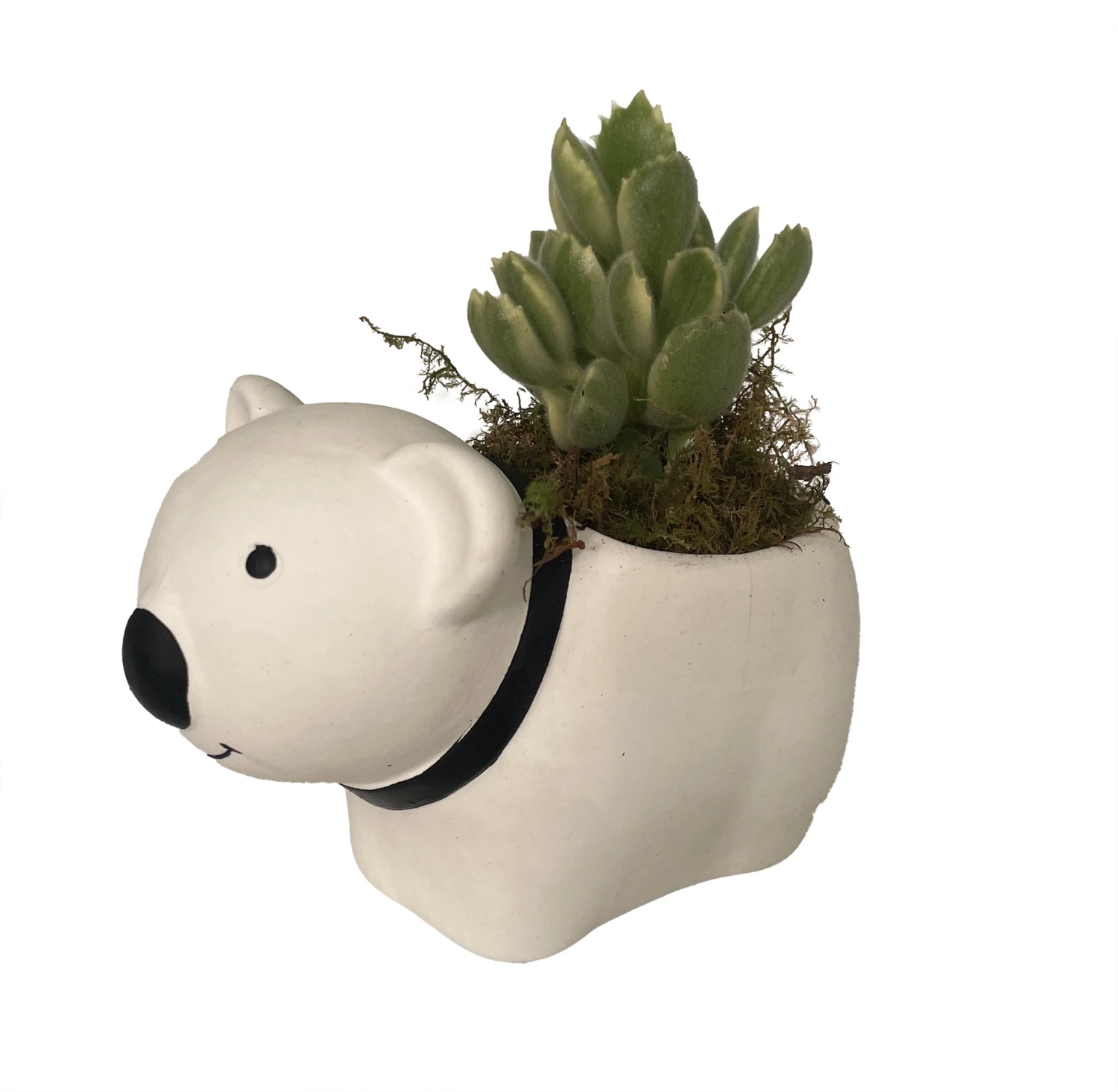 Cozy Bear Planter With Variegated Bear Paw Succulent Plant -3" X 5.75" X 3.75" 4 Cozy Bear Planter With Variegated Bear Paw Succulent Plant -3" X 5.75" X 3.75" - Image 2