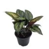 Beauty Star Peacock Plant - Calathea - Easy House Plant - 4" Pot 2 Beauty Star Peacock Plant - Calathea - Easy House Plant - 4" Pot -Cheap Plants Store beautystarcal4in 13905.1610164761