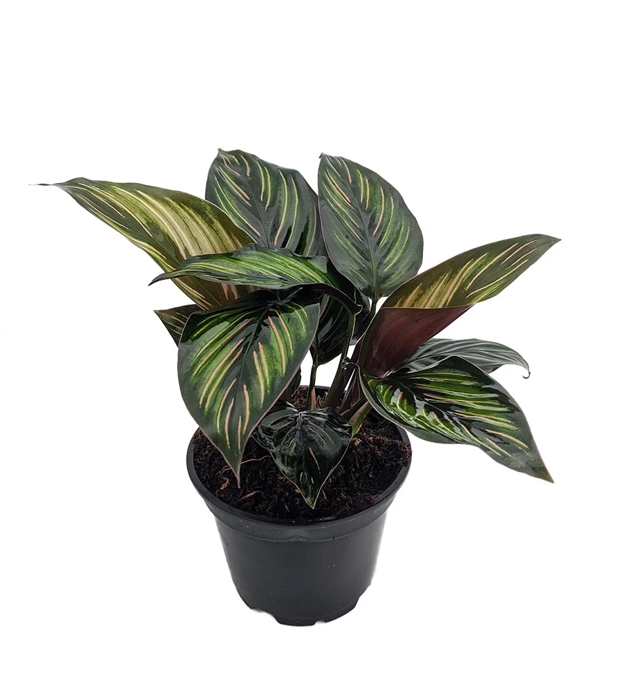 Beauty Star Peacock Plant - Calathea - Easy House Plant - 4" Pot 3 Beauty Star Peacock Plant - Calathea - Easy House Plant - 4" Pot