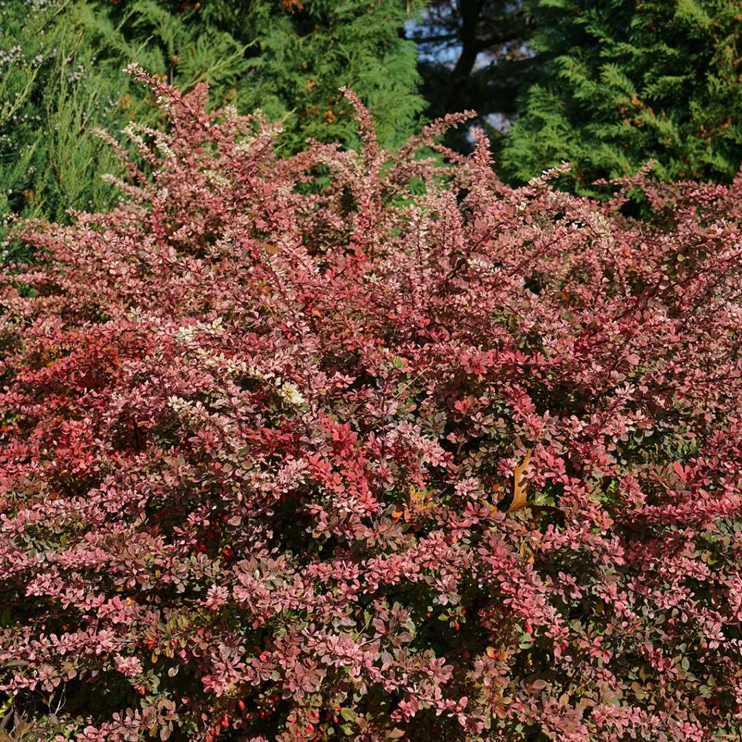 Sunjoy Sequins® Berberis Thunbergii PPAF - Proven Winners - 4" Pot 5 Sunjoy Sequins® Berberis Thunbergii PPAF - Proven Winners - 4" Pot - Image 3