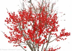 BERRY POPPINS® Winterberry Holly - Ilex - Broadleaf Evergreen - 4" Pot