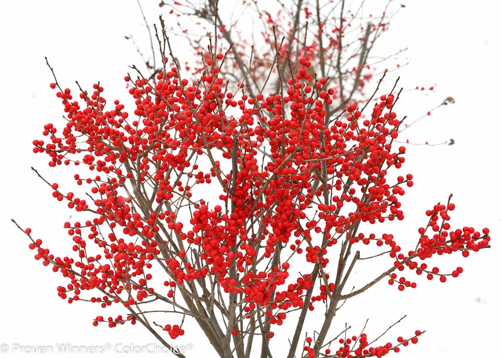 BERRY POPPINS® Winterberry Holly - Ilex - Broadleaf Evergreen - 4" Pot 3 BERRY POPPINS® Winterberry Holly - Ilex - Broadleaf Evergreen - 4" Pot