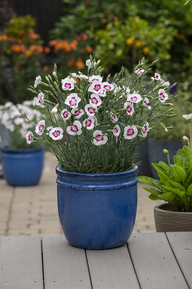 American Pie® Berry À La Mode Dianthus - Garden Pinks - Fragrant - Quart Pot 4 American Pie® Berry À La Mode Dianthus - Garden Pinks - Fragrant - Quart Pot - Image 2