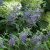 Beyond Midnight® Bluebeard - 4" Pot - Caryopteris - Proven Winners 1 Beyond Midnight® Bluebeard - 4" Pot - Caryopteris - Proven Winners -Cheap Plants Store beyond midnight caryopteris 3 49908.1615344606