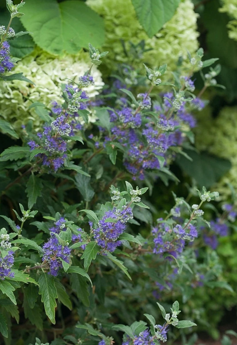 Beyond Midnight® Bluebeard - 4" Pot - Caryopteris - Proven Winners 3 Beyond Midnight® Bluebeard - 4" Pot - Caryopteris - Proven Winners