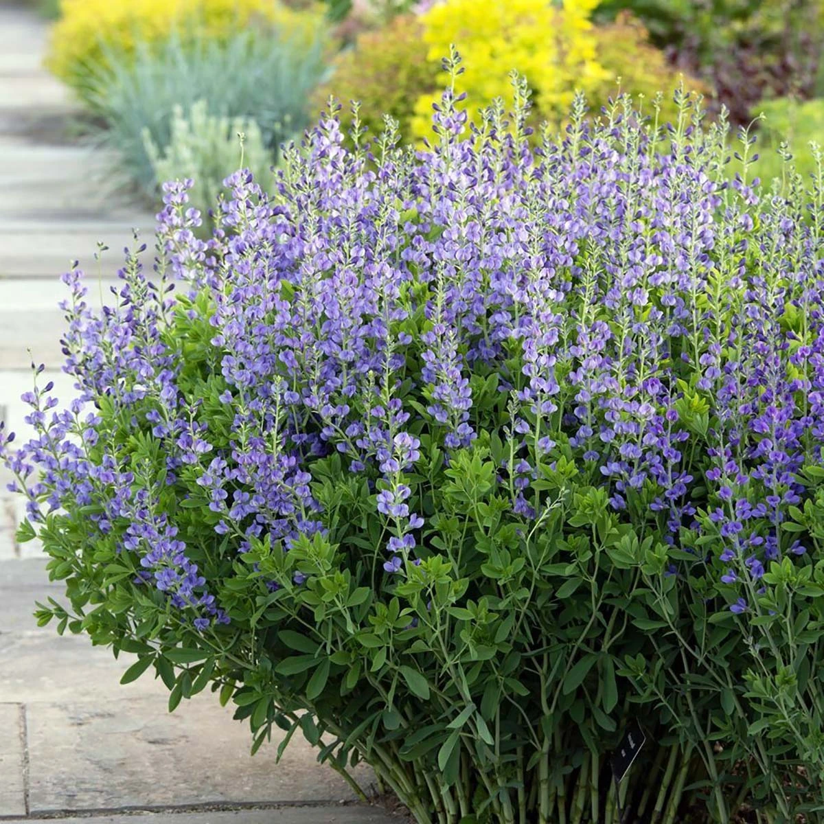 Blue False Indigo Perennial - Baptisia Australis - Quart Pot 3 Blue False Indigo Perennial - Baptisia Australis - Quart Pot
