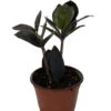 Black Queen ZZ Plant - Zamioculcas - 4" Pot - Collector's 2 Black Queen ZZ Plant - Zamioculcas - 4" Pot - Collector's -Cheap Plants Store blackqueen 10235.1686716409