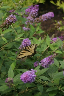 Lo & BeholdĀ® Blue Chip Jr. Butterfly Bush - 4" Pot - Buddleia - Proven Winners